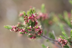 Passerina corymbosa