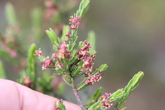 Passerina corymbosa