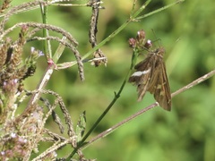 Chioides albofasciatus