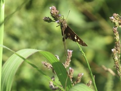 Chioides albofasciatus