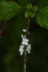 Stachytarpheta jamaicensis