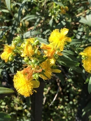 Hypericum prolificum