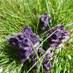 Ajuga pyramidalis