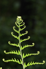 Pityrogramma calomelanos