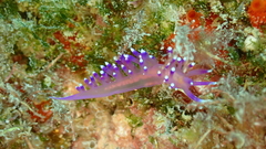 Coryphellina arveloi