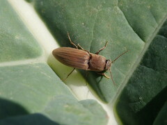 Agriotes lineatus