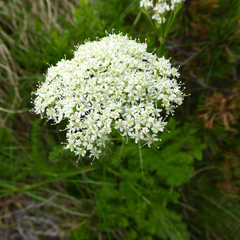 Meum athamanticum