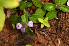 Justicia procumbens