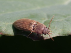 Agriotes lineatus
