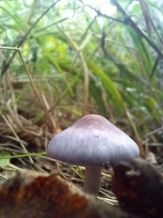 Inocybe lilacina