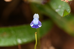 Utricularia uliginosa