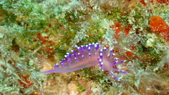 Coryphellina arveloi