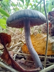 Inocybe lilacina