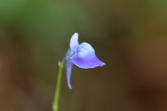 Utricularia uliginosa