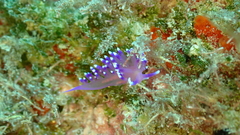 Coryphellina arveloi