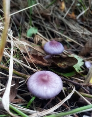 Inocybe lilacina