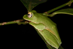 Rhacophorus malabaricus