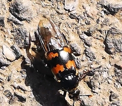 Nicrophorus vespillo