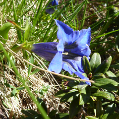 Gentiana acaulis
