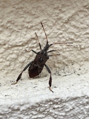 Leptoglossus corculus