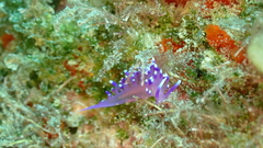 Coryphellina arveloi