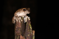 Litoria rothii
