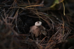 Geastrum pectinatum