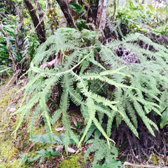 Sticherus owhyhensis