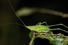 Phaneroptera nigroantennata
