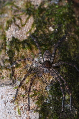 Heteropoda venatoria