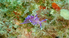 Coryphellina arveloi