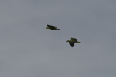 Amazona autumnalis