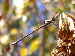 Archilestes californicus