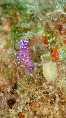 Coryphellina arveloi