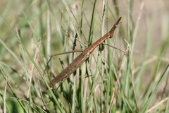 Proscopiidae