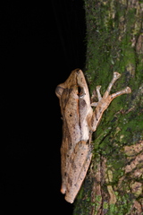 Polypedates occidentalis