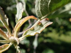 Podosphaera leucotricha