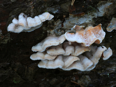 Skeletocutis amorpha