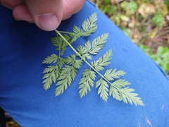 Anthriscus sylvestris