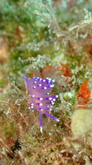 Coryphellina arveloi