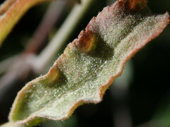 Podosphaera leucotricha