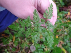 Anthriscus sylvestris