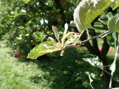 Podosphaera leucotricha