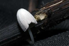 Setulosi