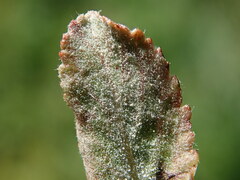 Podosphaera leucotricha