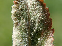 Podosphaera leucotricha