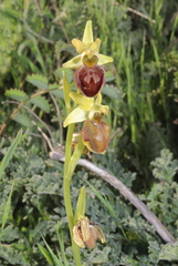 Ophrys sphegodes