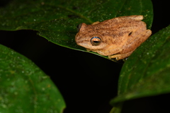 Raorchestes luteolus