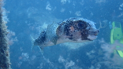 Chilomycterus reticulatus
