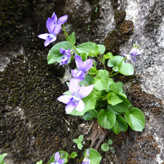 Viola riviniana